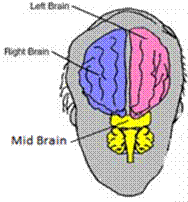 Title: Picture of the Brain - Description: This picture shows the left, right, and mid brain.