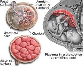 The placenta in the womb, fetal side and maternal side.